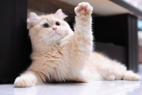 High 5 Cat