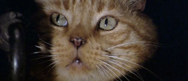 alien-jonesy-the-cat