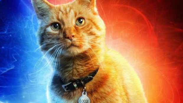 new-captain-marvel-tv-spot-highlights-a-funny-scene-involving-goose-the-cat-social.jpg