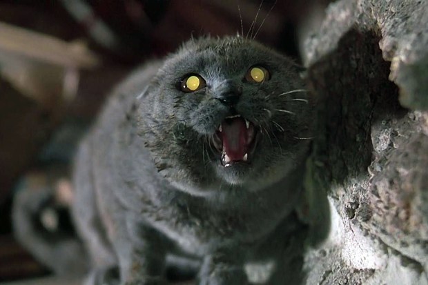 Pet-Sematary-cat